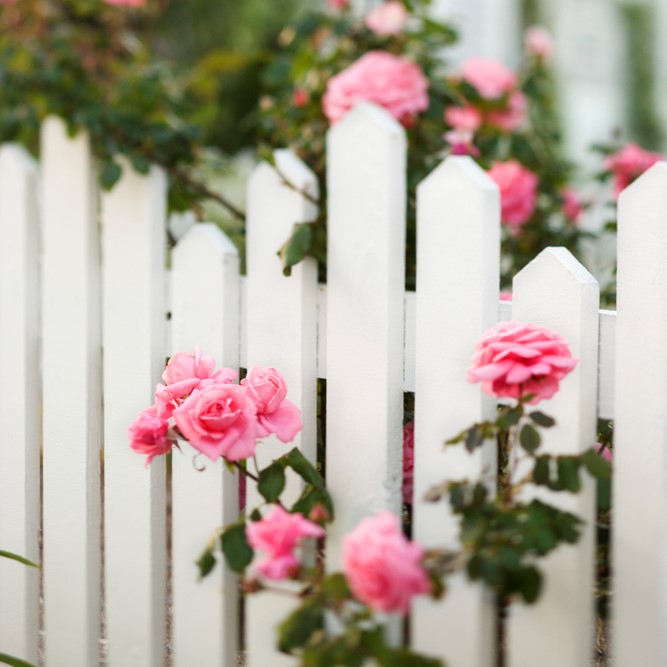 picket fence for rose garden, Spring Hill FL